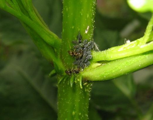 elevage de pucerons par des fourmis